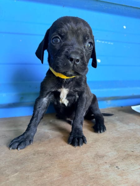 À L’ADOPTION, NOXX, CHIOT MÂLE NOIR ET BLANC CROISE CANE CORSO