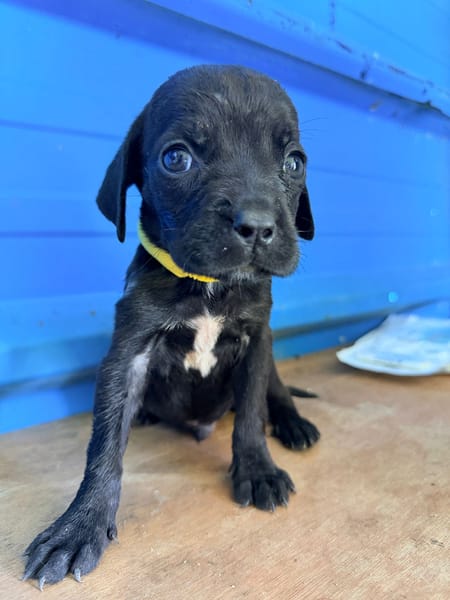 À L’ADOPTION, NOXX, CHIOT MÂLE NOIR ET BLANC CROISE CANE CORSO