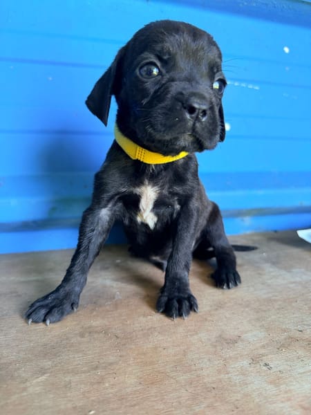À L’ADOPTION, NOXX, CHIOT MÂLE NOIR ET BLANC CROISE CANE CORSO