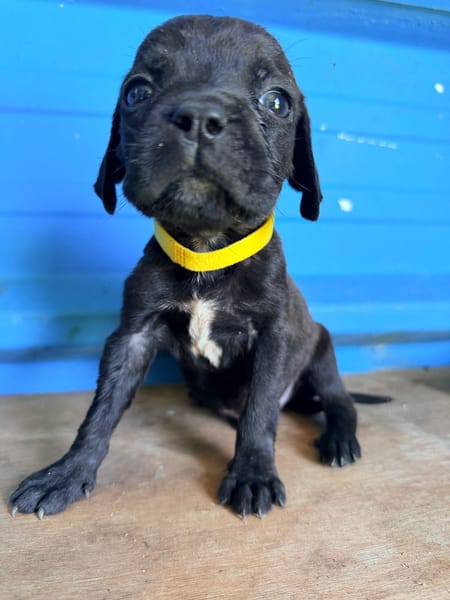 À L’ADOPTION, NOXX, CHIOT MÂLE NOIR ET BLANC CROISE CANE CORSO