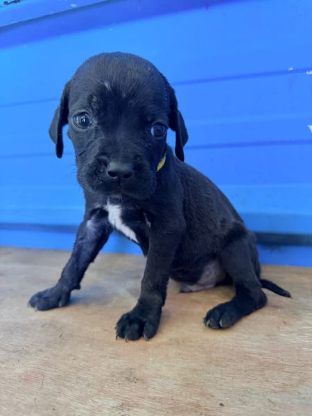 À L’ADOPTION, NOXX, CHIOT MÂLE NOIR ET BLANC CROISE CANE CORSO