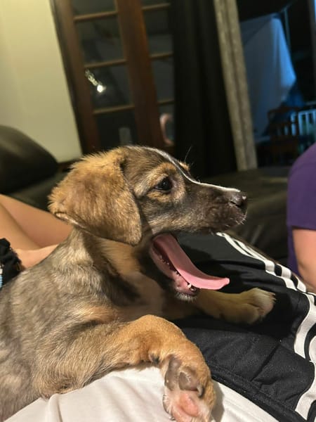 À L’ADOPTION, PIPA, Femelle Berger Créole Fauve Charbonnée