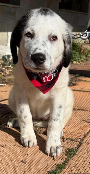 Nelly ein zauberhafter Welpe