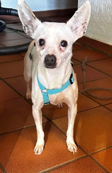 Cilla - ein kleines Schätzchen!