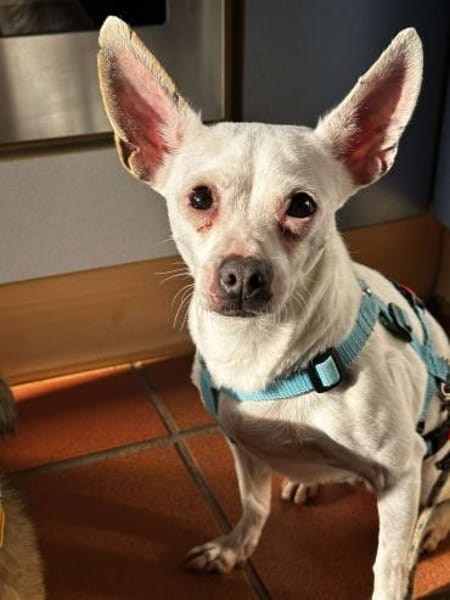 Cilla - ein kleines Schätzchen!