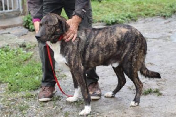 Miguel - sanfter, zutraulicher Rüde