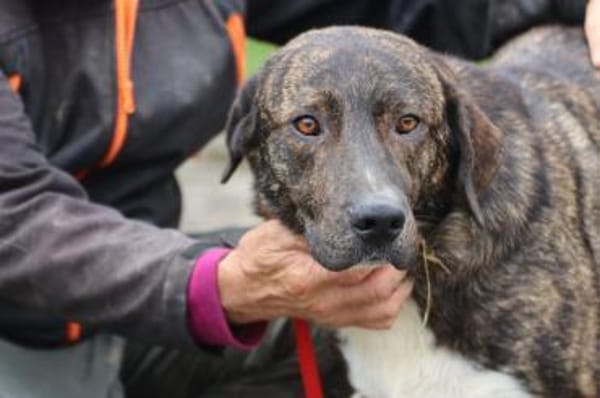 Miguel - sanfter, zutraulicher Rüde