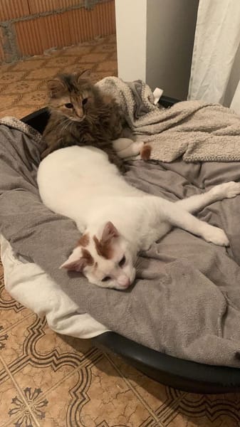 Zuhause gesucht für Lisi & Lucky