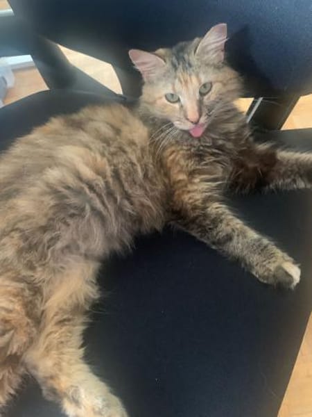 Zuhause gesucht für Lisi & Lucky