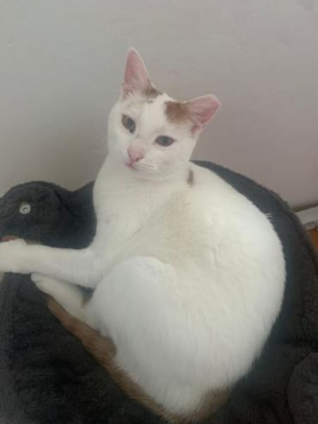 Zuhause gesucht für Lisi & Lucky