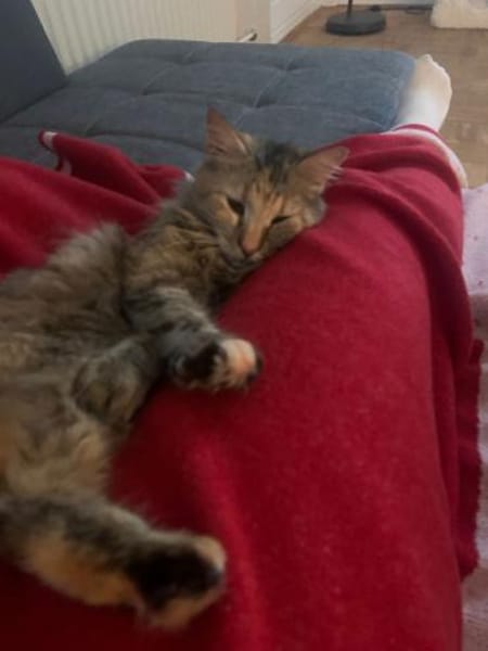 Zuhause gesucht für Lisi & Lucky