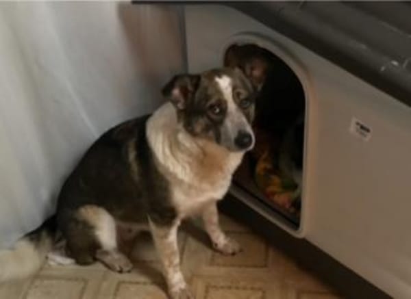 Laika sucht ihre Menschen