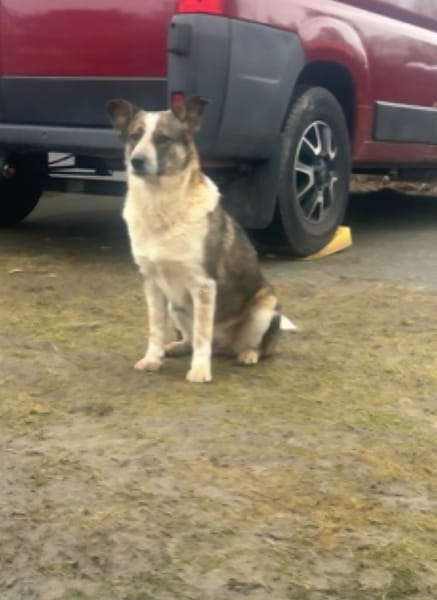 Laika sucht ihre Menschen