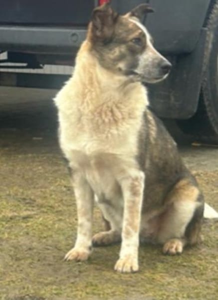 Laika sucht ihre Menschen