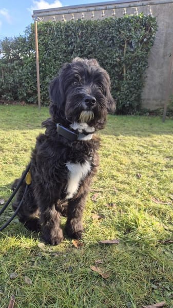 Pillow - Zuhause gesucht