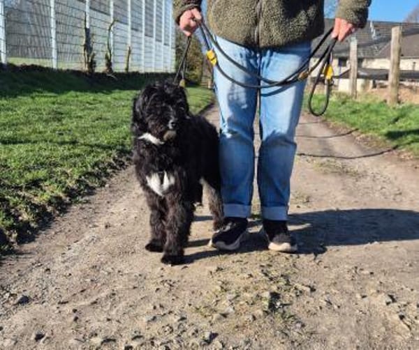 Pillow - Zuhause gesucht