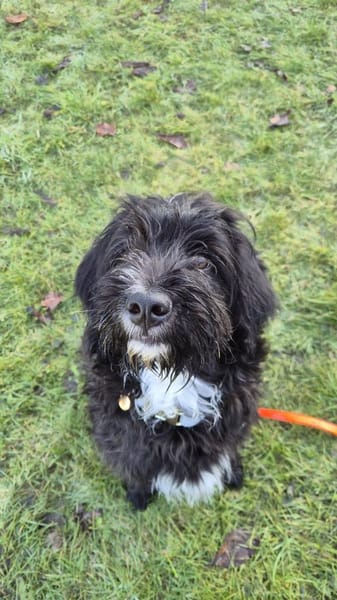 Pillow - Zuhause gesucht