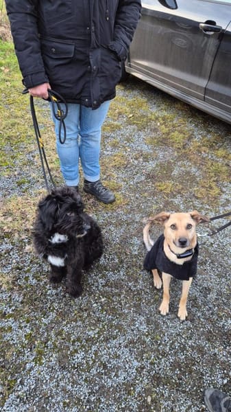 Pillow - Zuhause gesucht