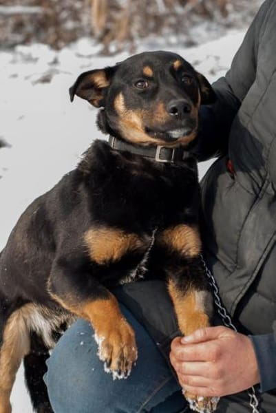 Dobby - Zuhause gesucht