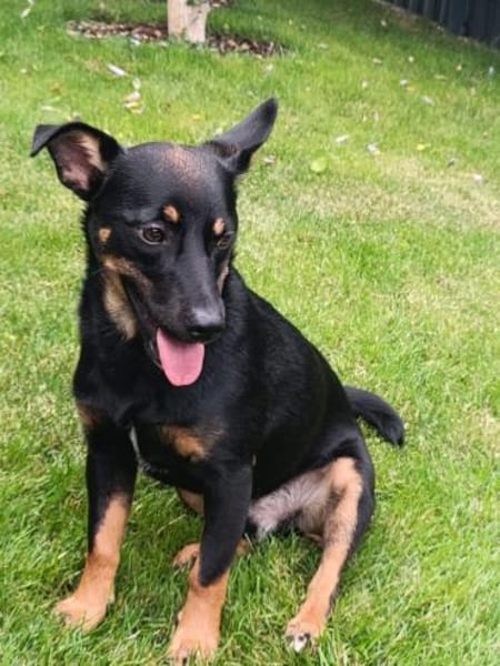 Dobby - Zuhause gesucht