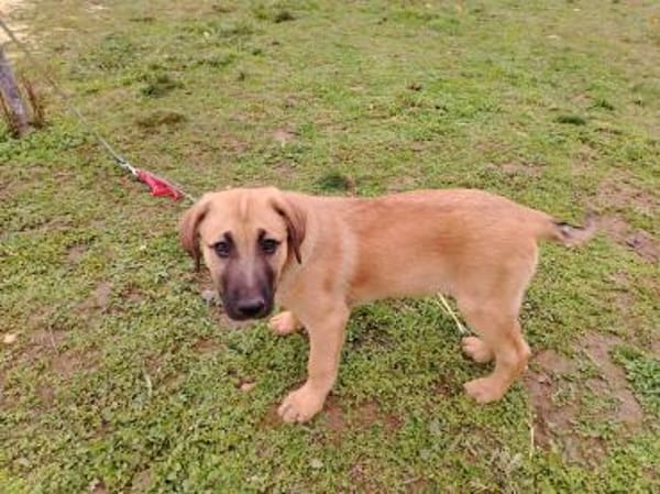 Lyki ist ein lieber, süßer Kerl