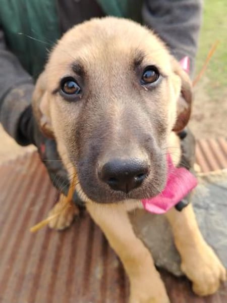 Lyki ist ein lieber, süßer Kerl