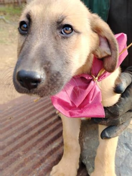 Lyki ist ein lieber, süßer Kerl