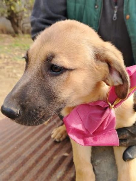 Lyki ist ein lieber, süßer Kerl