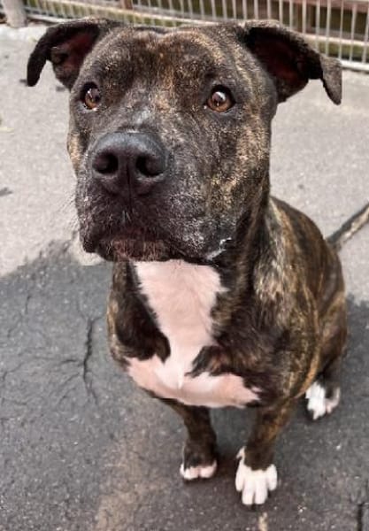 Shiva, gestromte Schönheit