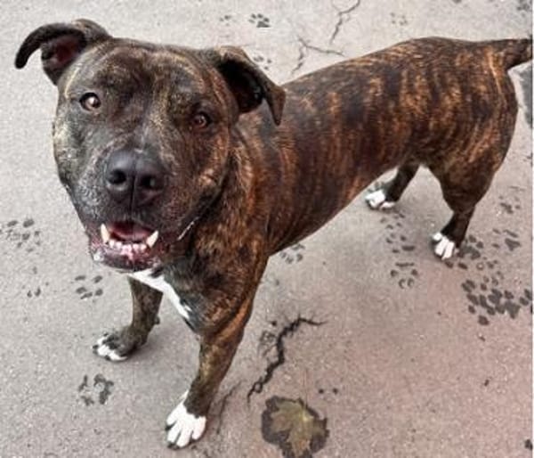 Shiva, gestromte Schönheit