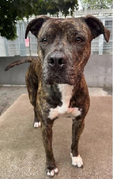 Shiva, gestromte Schönheit