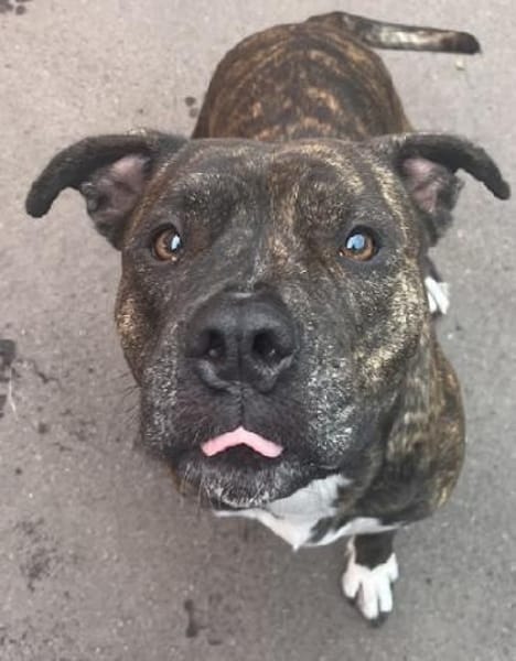 Shiva, gestromte Schönheit