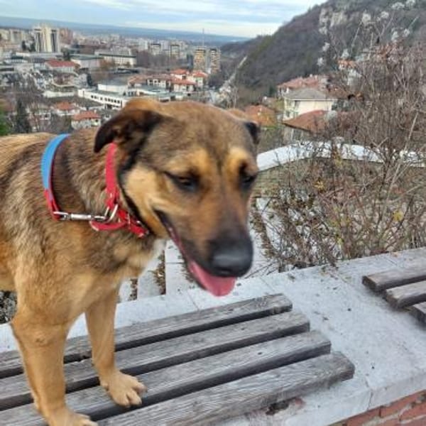 Cleo, sanfte Riesenpfote sucht Liebe