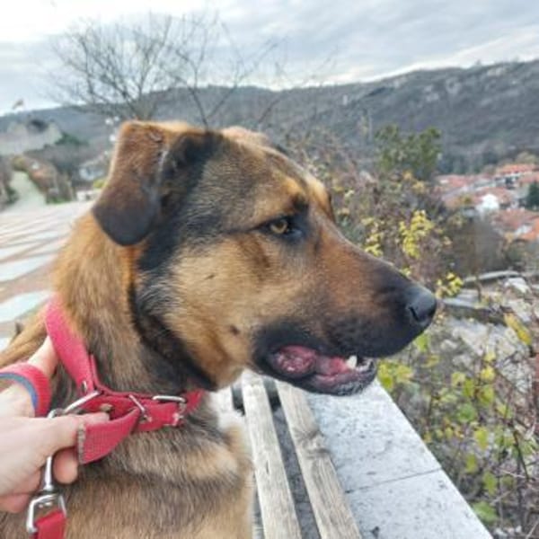 Cleo, sanfte Riesenpfote sucht Liebe