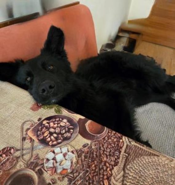 Wolfie, ein großer Diamant