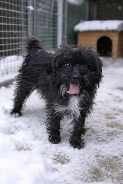 Heidi  Bichon Frisé-Mix (E)