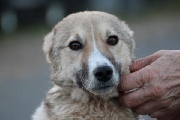 Bly - verspielte Junghündin