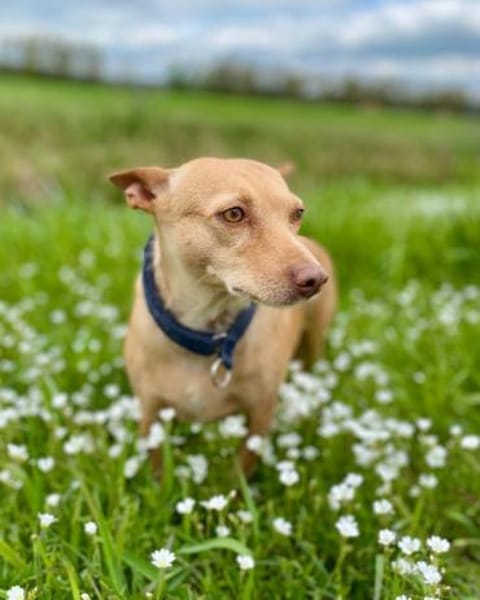 Audrey - wünscht sich Paten
