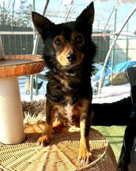 Jerry: Befreit von der Kette...