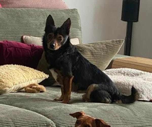 Jerry: Befreit von der Kette...