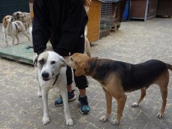 Tim, der ideale Hund für aktive Leute