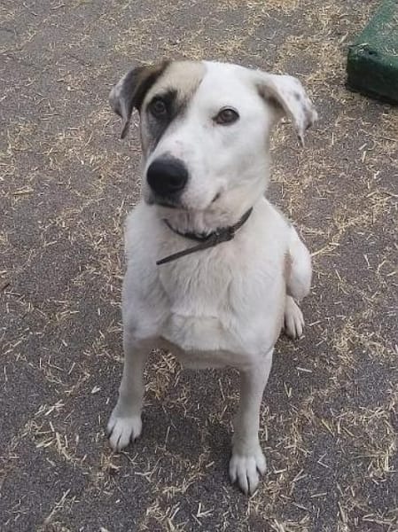 Tim, der ideale Hund für aktive Leute