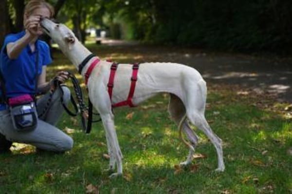 Blanca sucht ihr Zuhause