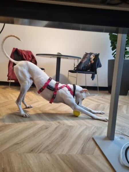 Blanca sucht ihr Zuhause