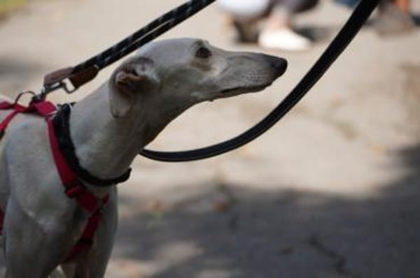 Blanca sucht ihr Zuhause