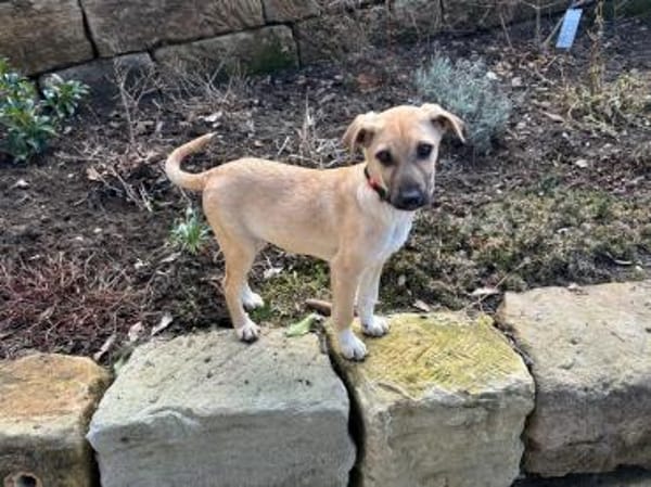 Laura sucht ein liebes Zuhause