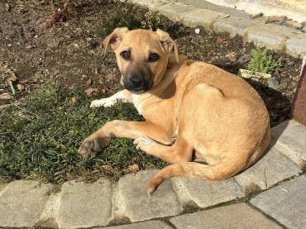 Laura sucht ein liebes Zuhause