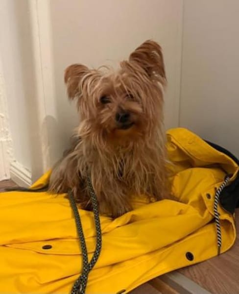 Cooper , kleiner Halunke