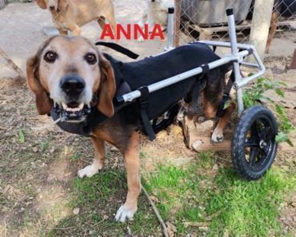 Lebensfrohe Handicap-Hündin Anna sucht