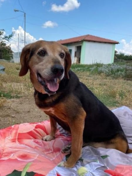 Lebensfrohe Handicap-Hündin Anna sucht